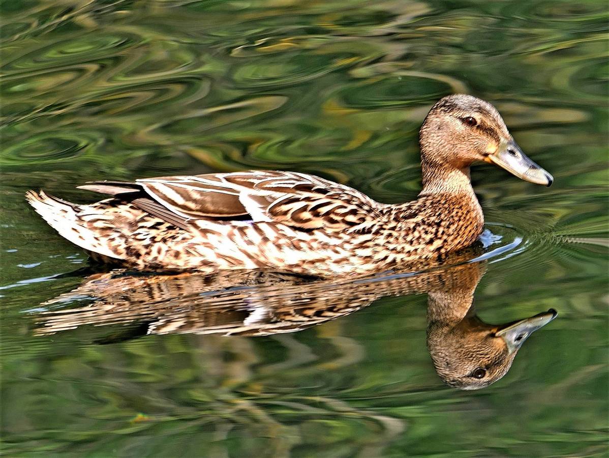 2nd. - Dave Robinson